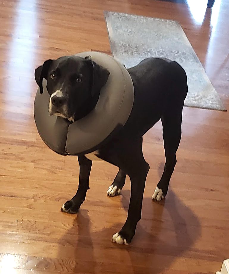 Bruce, a black dog with white paws, standing on a wood floor in an inflatable recovery collar