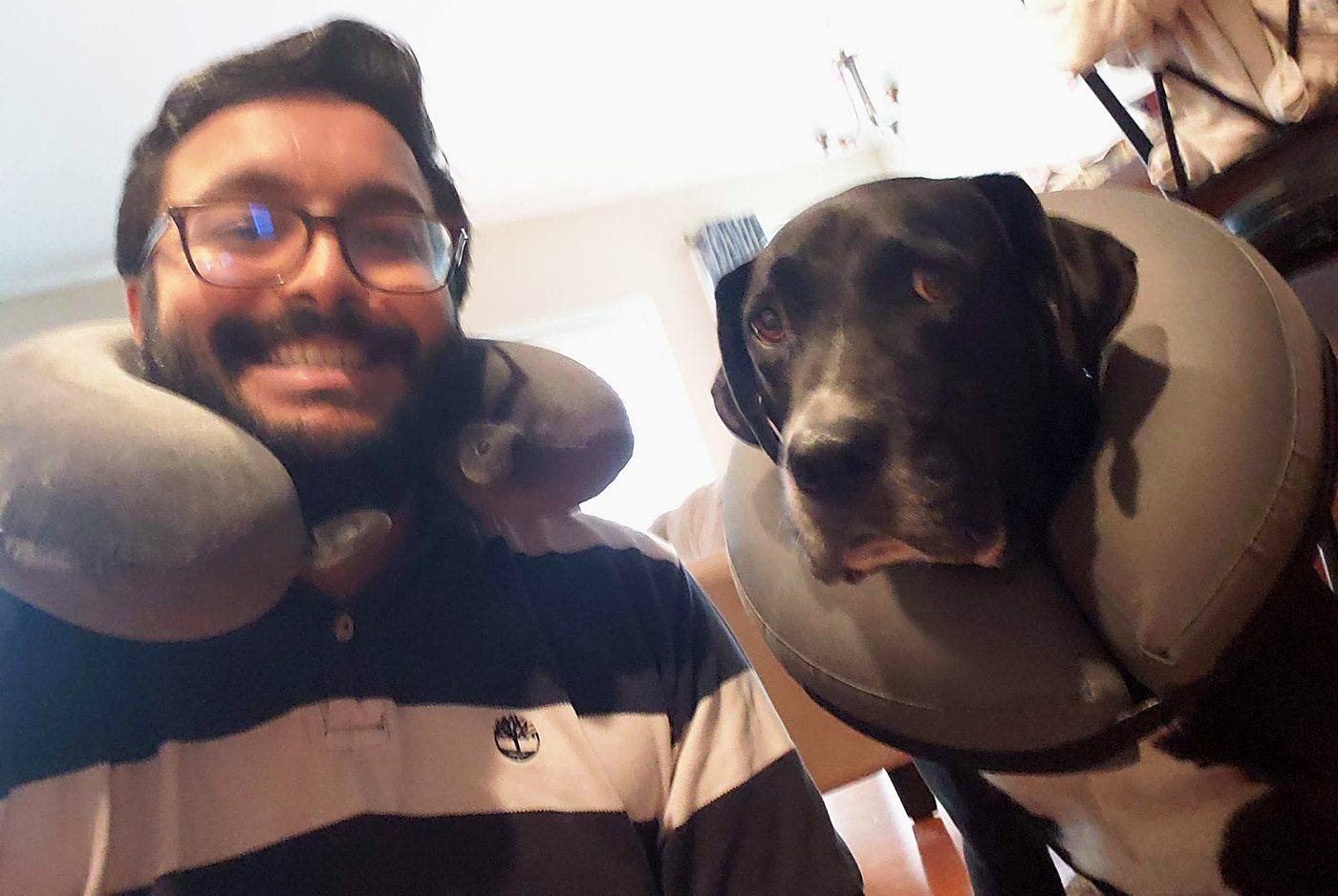 Nachi smiling in a travel neck pillow beside Bruce, a black dog wearing an inflatable recovery collar