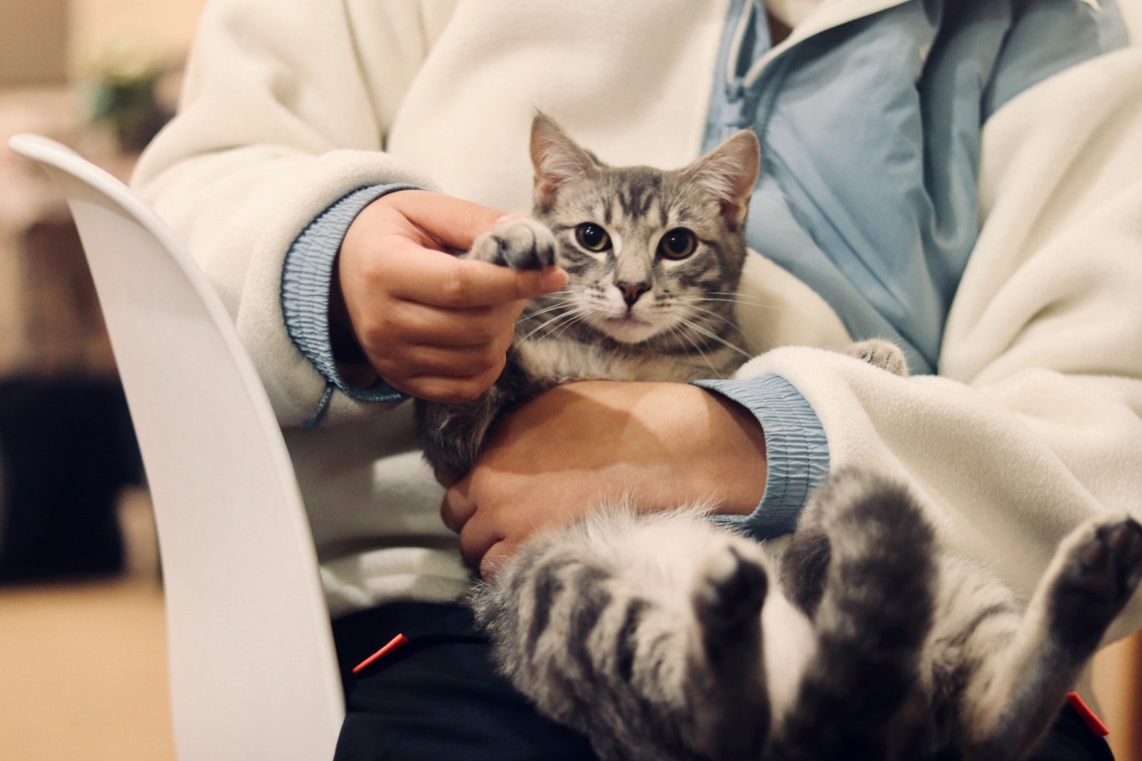 A gray tabby cat rests in a person's arms, one paw held gently
